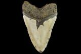 Fossil Megalodon Tooth - North Carolina #109739-2